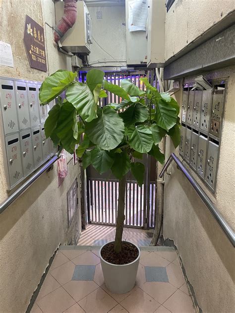 愛心榕 照顧|Ficus umbellata 愛心榕